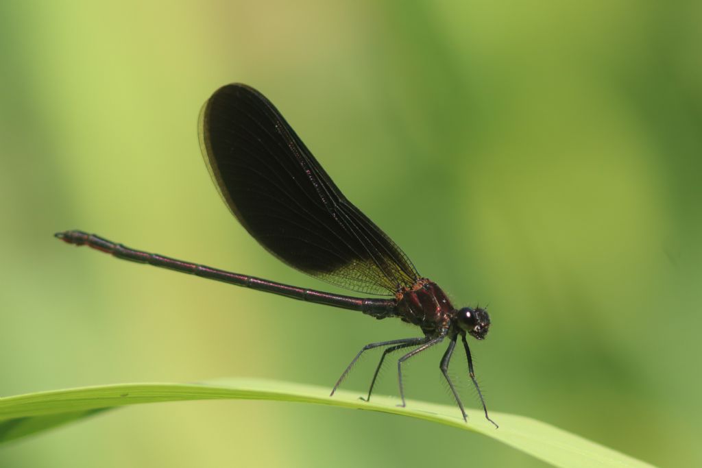 identificazione 2: Calopteryx haemorrhoidalis