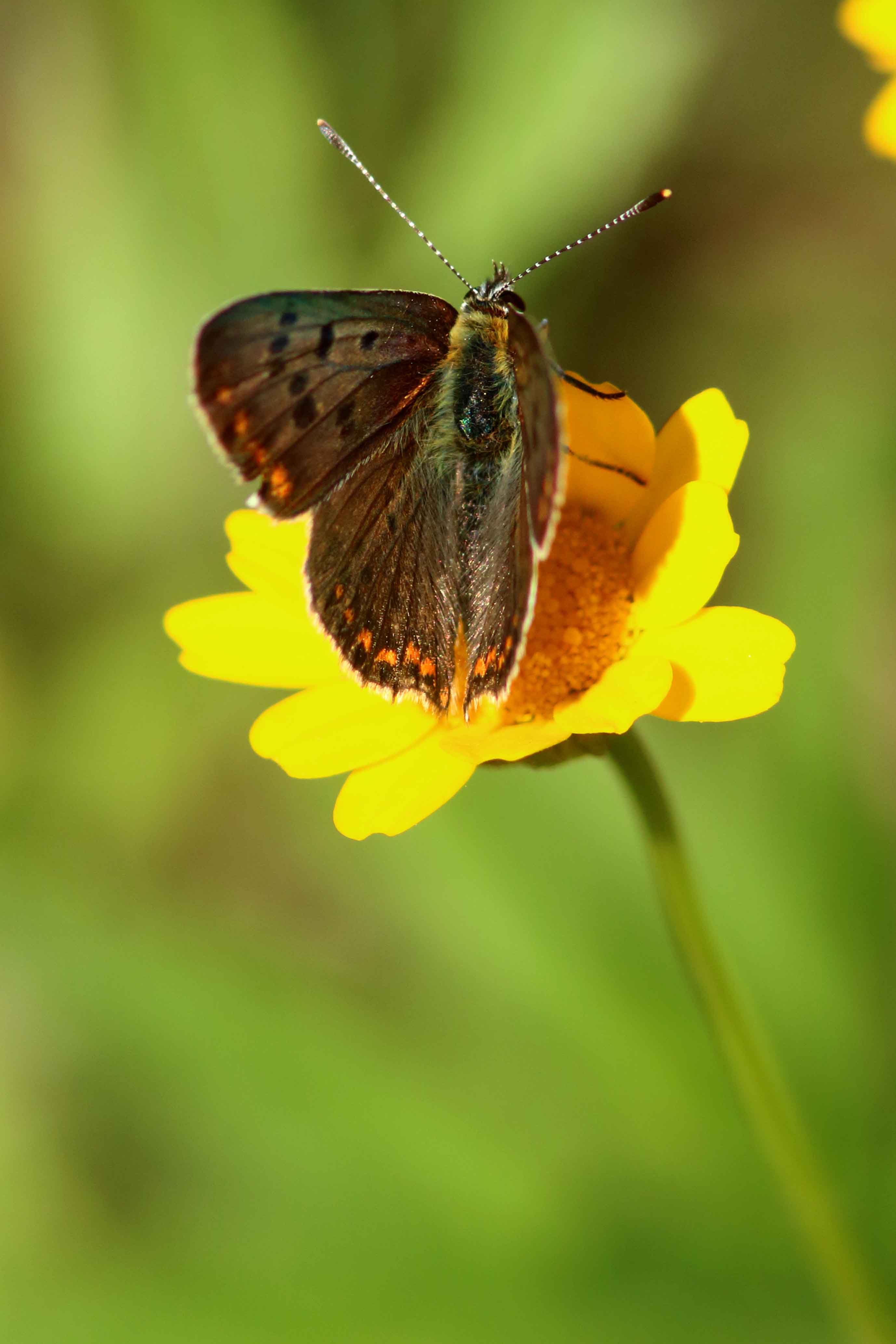 Lycaena tityrus