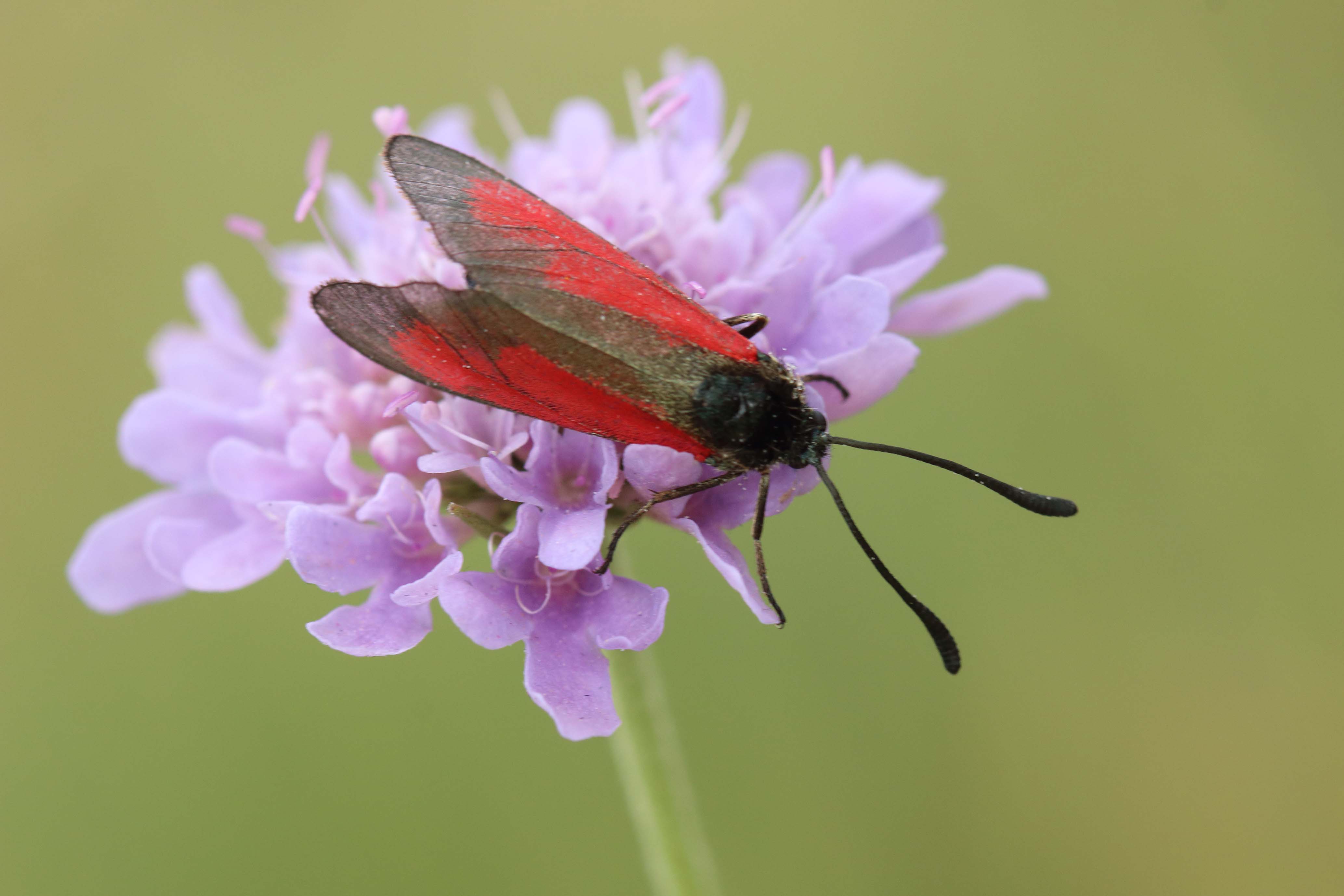 Zygaena purpuralis? S