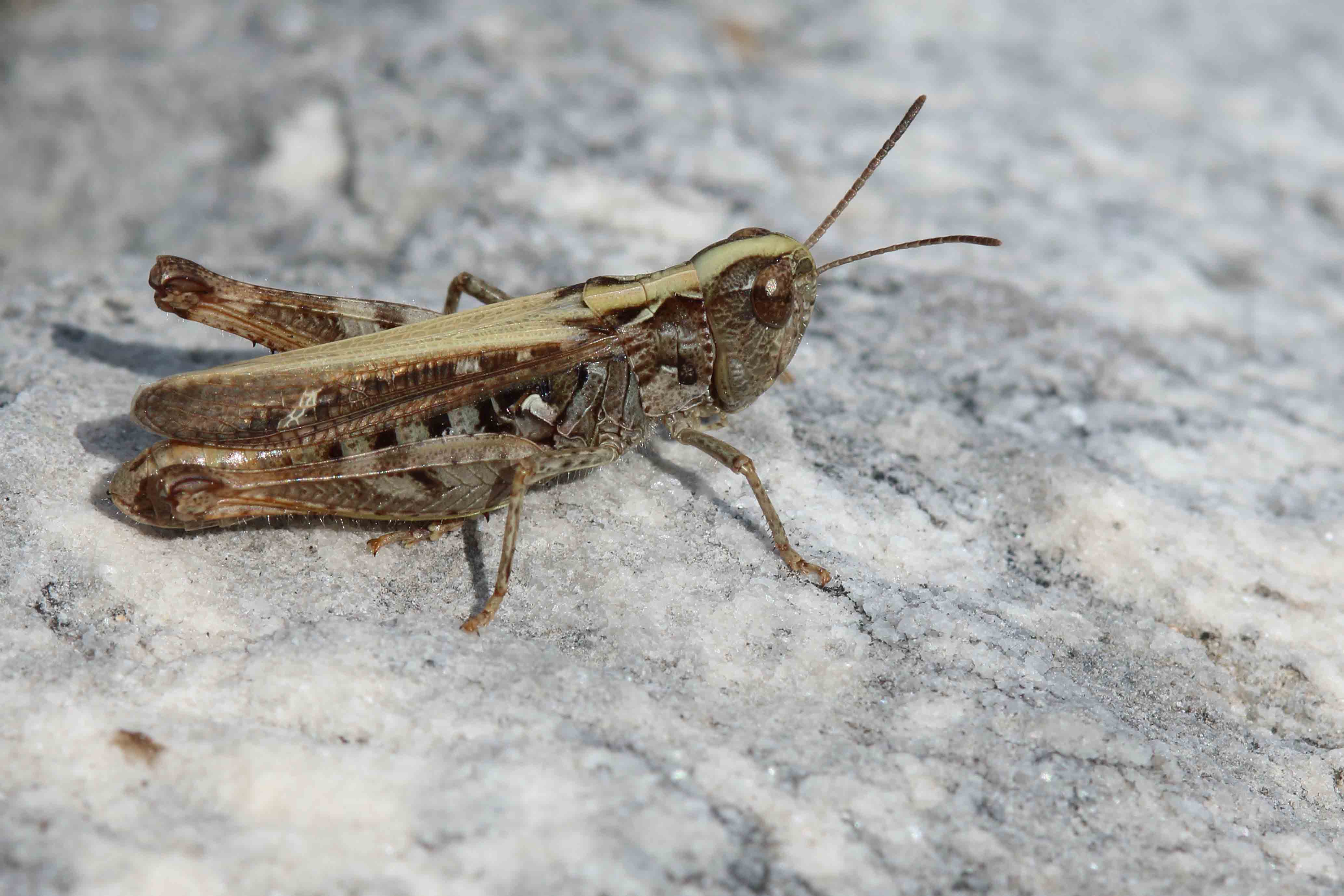 Myrmeleotettix maculatus, femmina