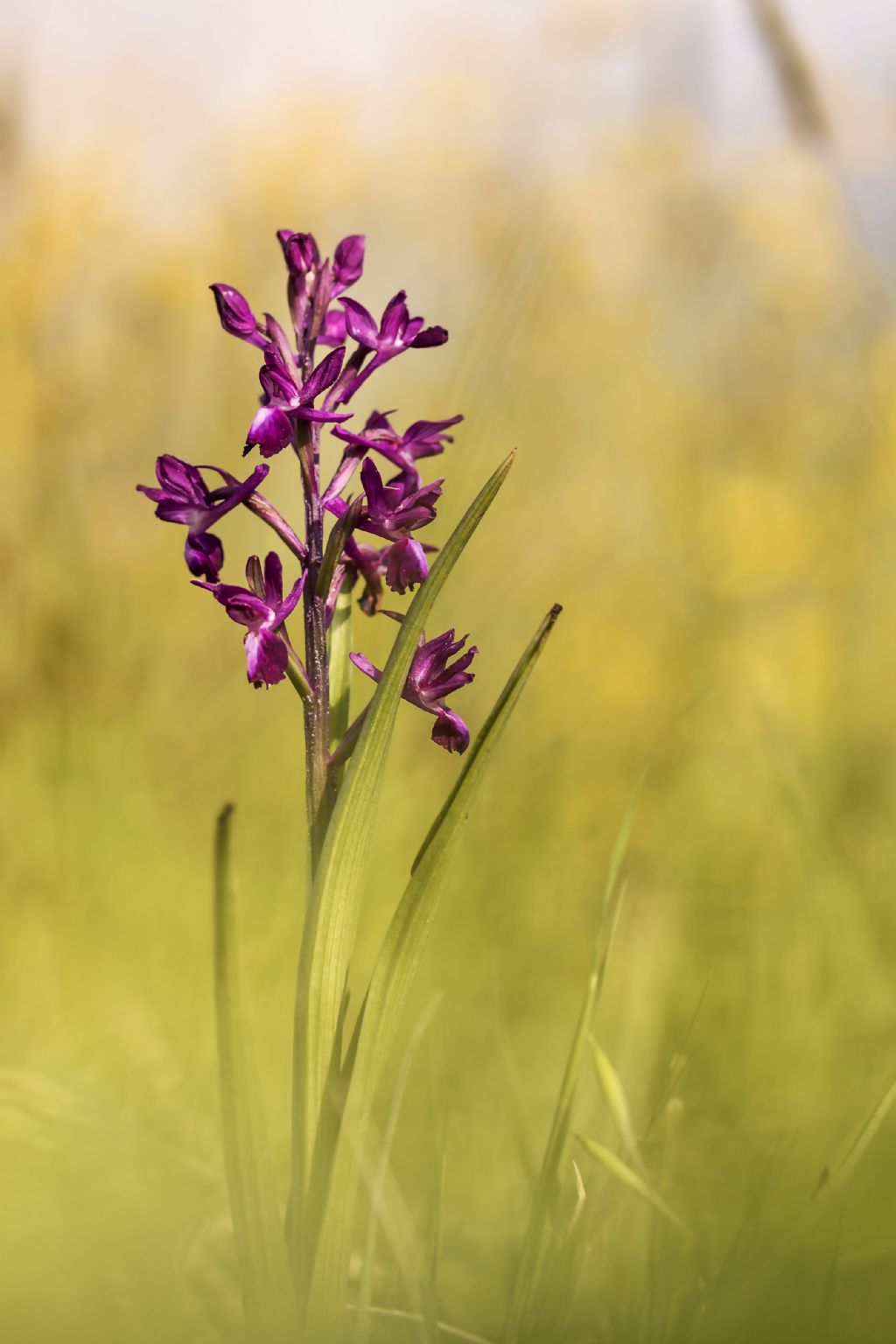 Anacamptis palustris