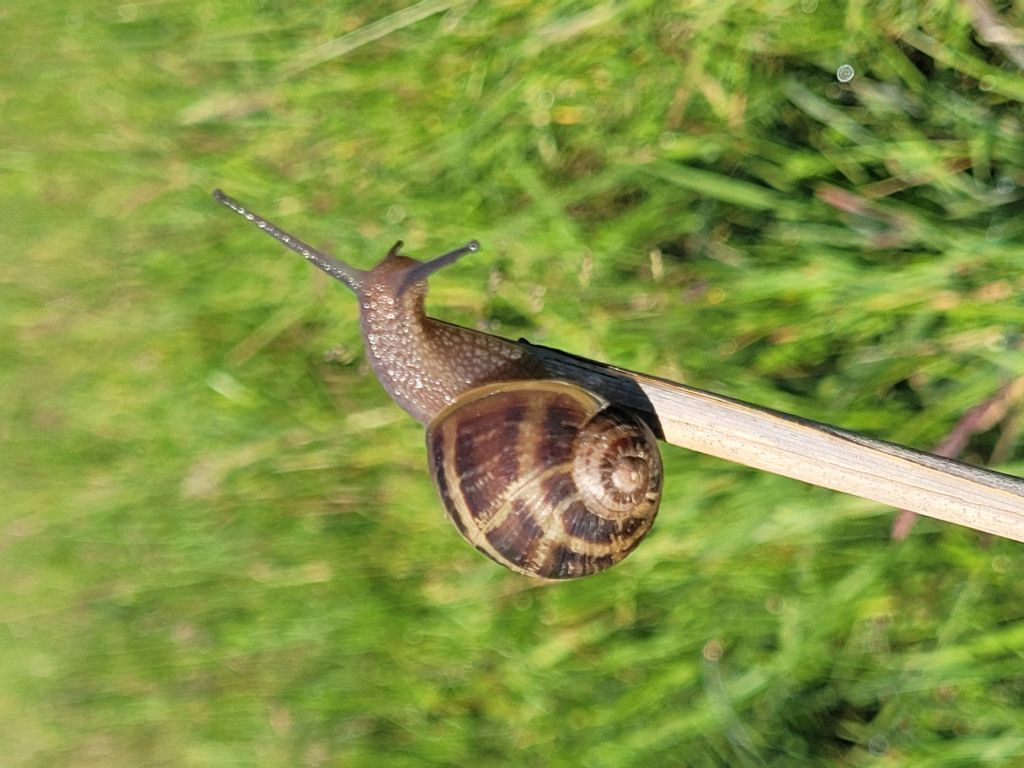 Id chiocciola