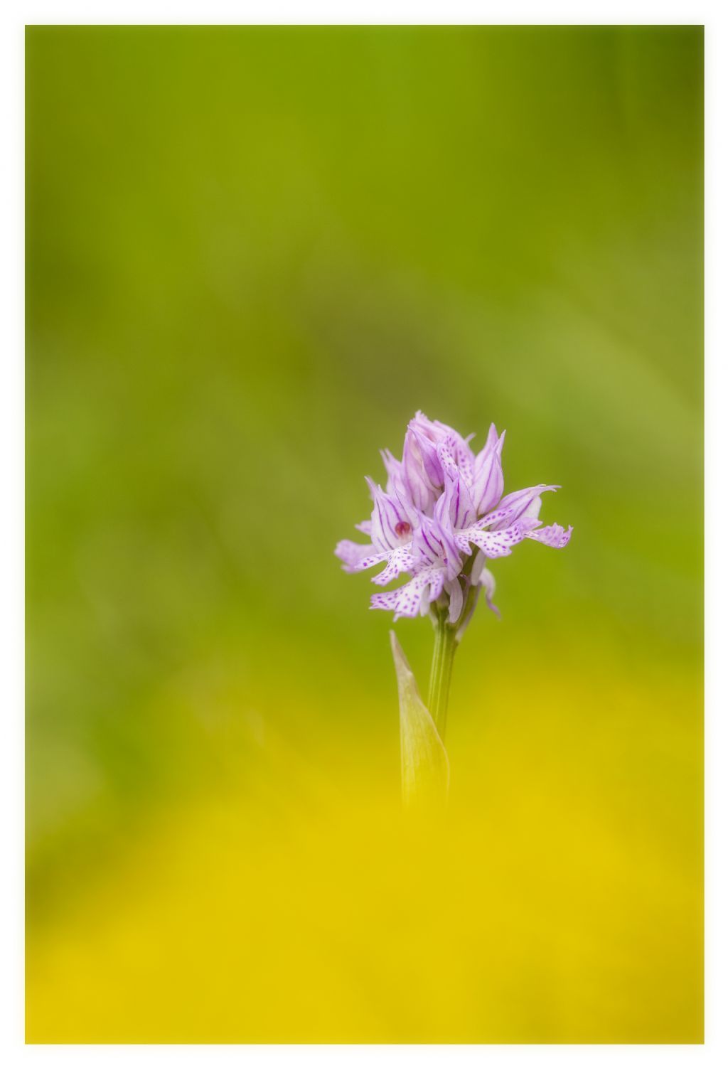 Id orchidea