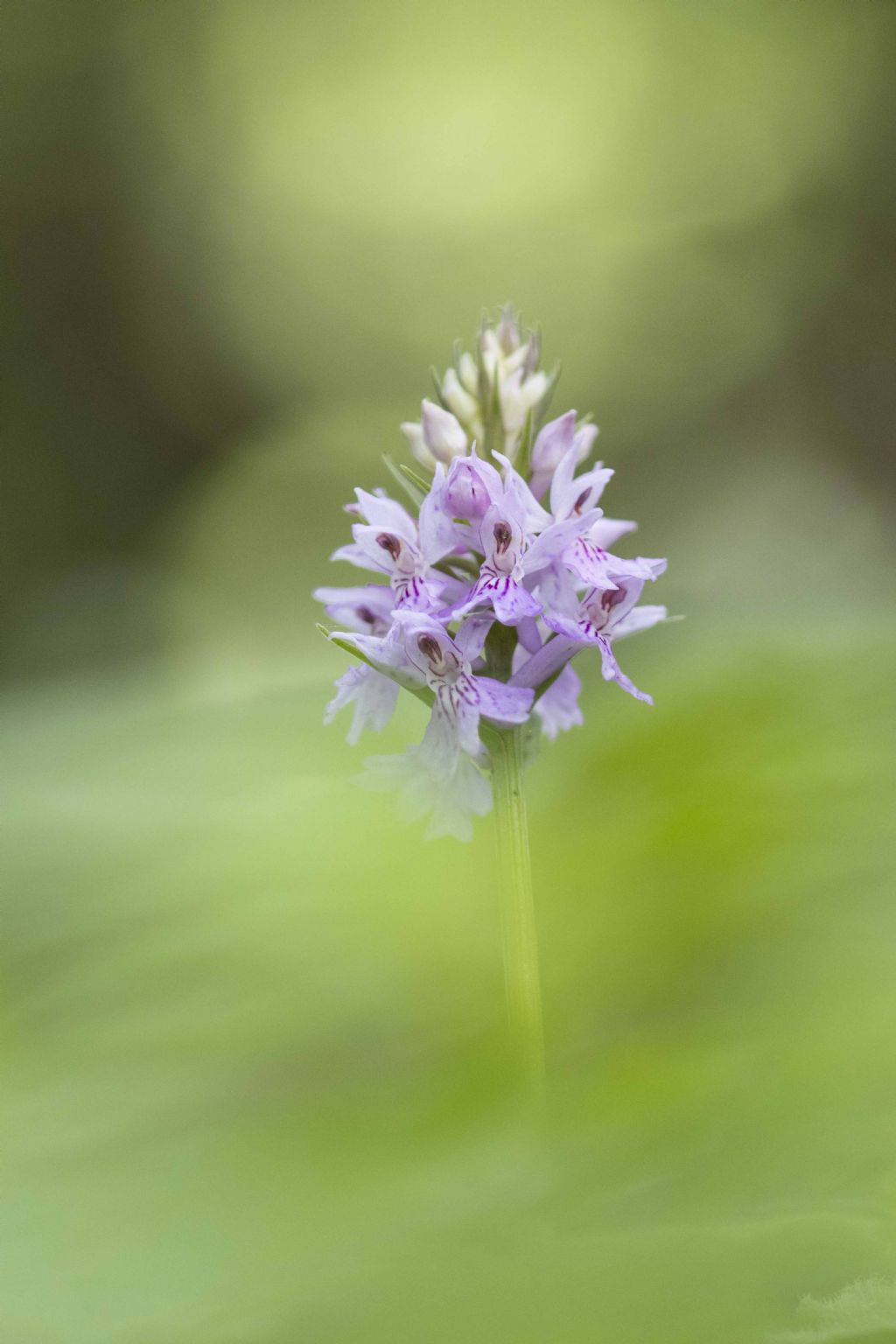 Identificazione orchidea