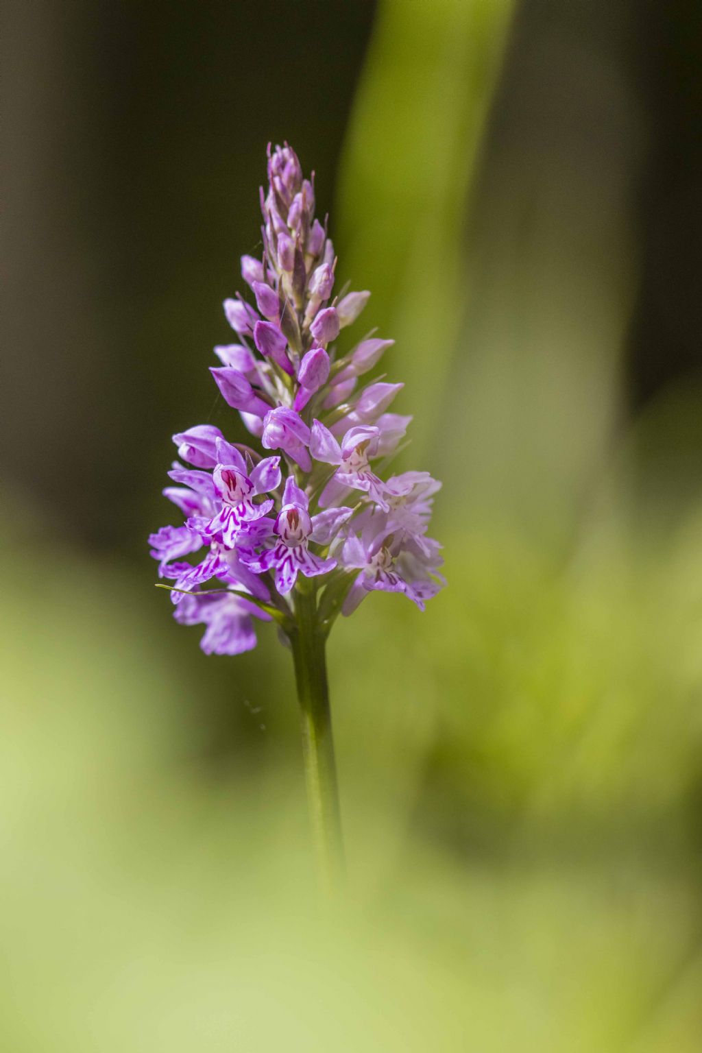 Identificazione orchidea