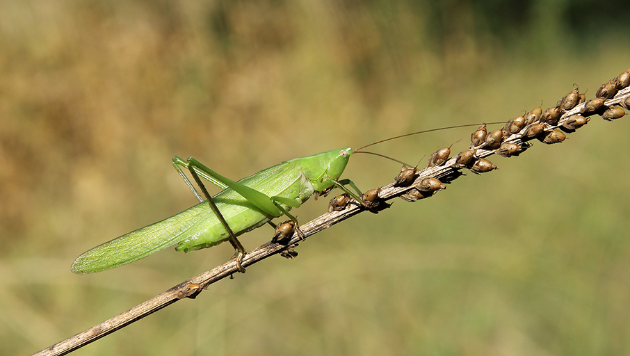 Ruspolia nitidula (Conocephalidae)