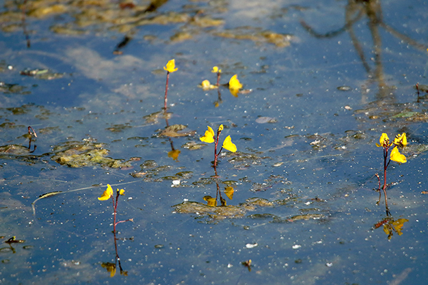 Utricularia australis / Erba vescica