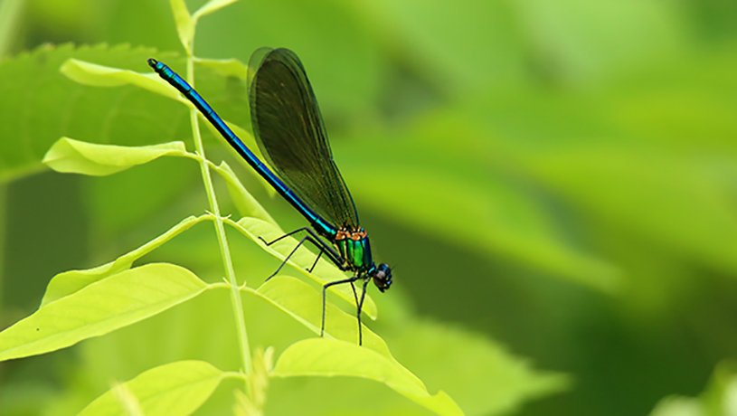 Libellula id: Calopteryx xanthostoma