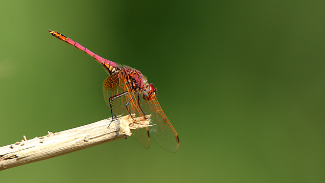 Trithemis annulata, maschio (Libellulidae)