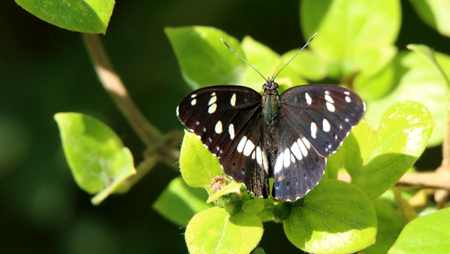 id farfalla 2: Limenitis reducta - Nymphalidae