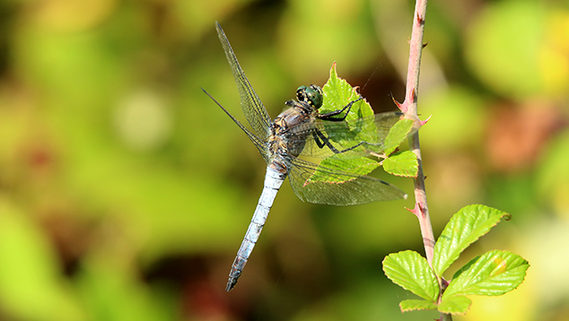 id libellula