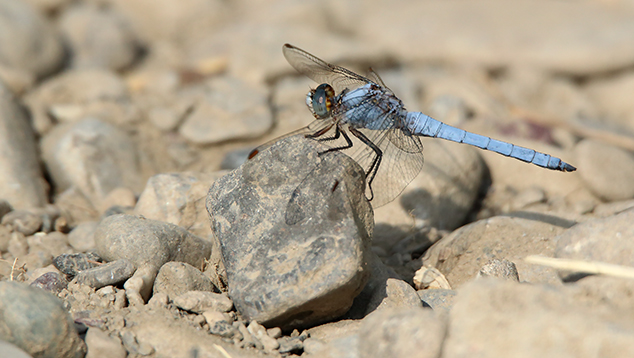 id libellula 2