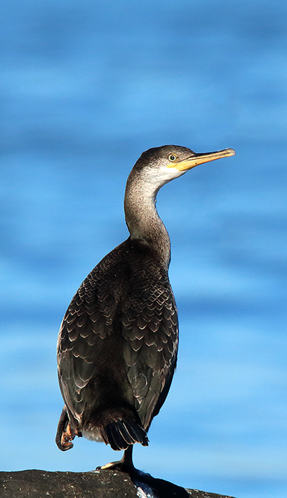 id marangone:  Marangone dal ciuffo  (Phalacrocorax aristotelis)