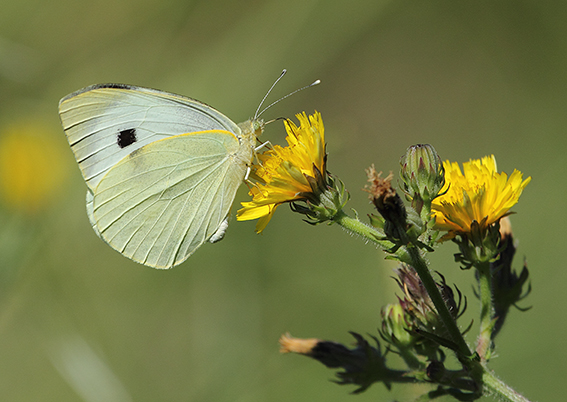 id farfalle
