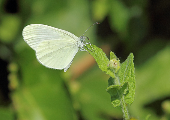 id farfalle