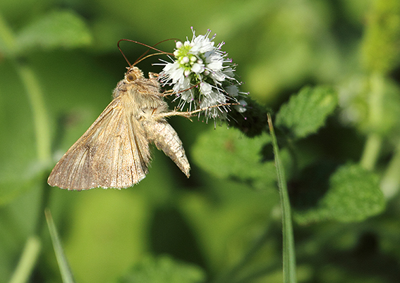 id farfalle