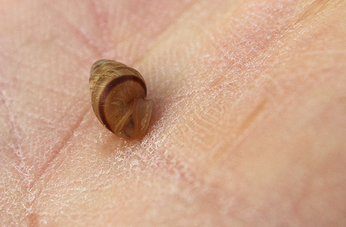 id chiocciole