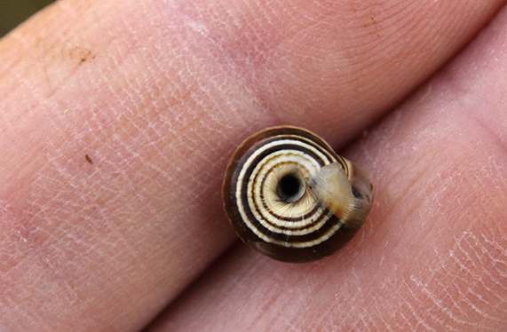 id chiocciole
