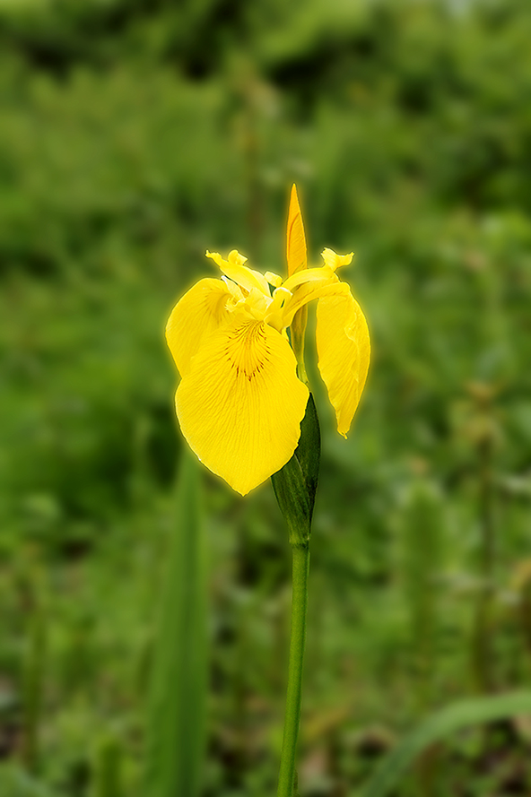 Iris pseudacorus