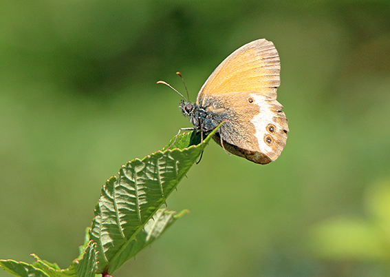 id farfalla 4 - Coenonympha arcania, Nymphalidae Satyrinae