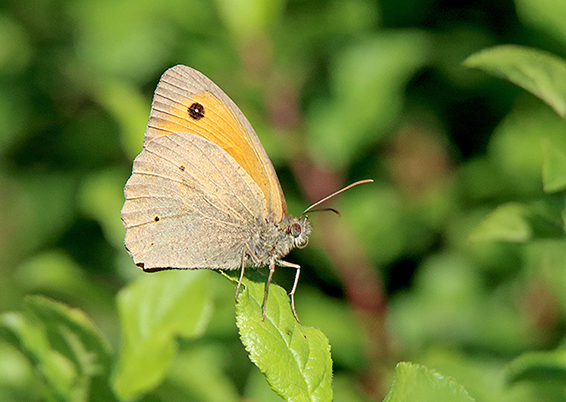 id farfalla - Maniola jurtina