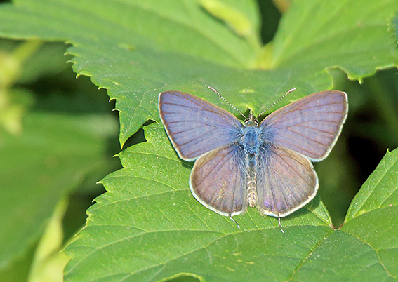 id farfalla 1 - Leptotes pirithous