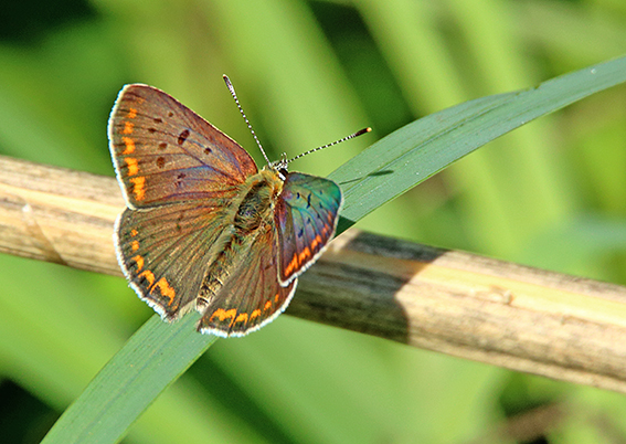 id farfalla 2 - Lycaena tityrus
