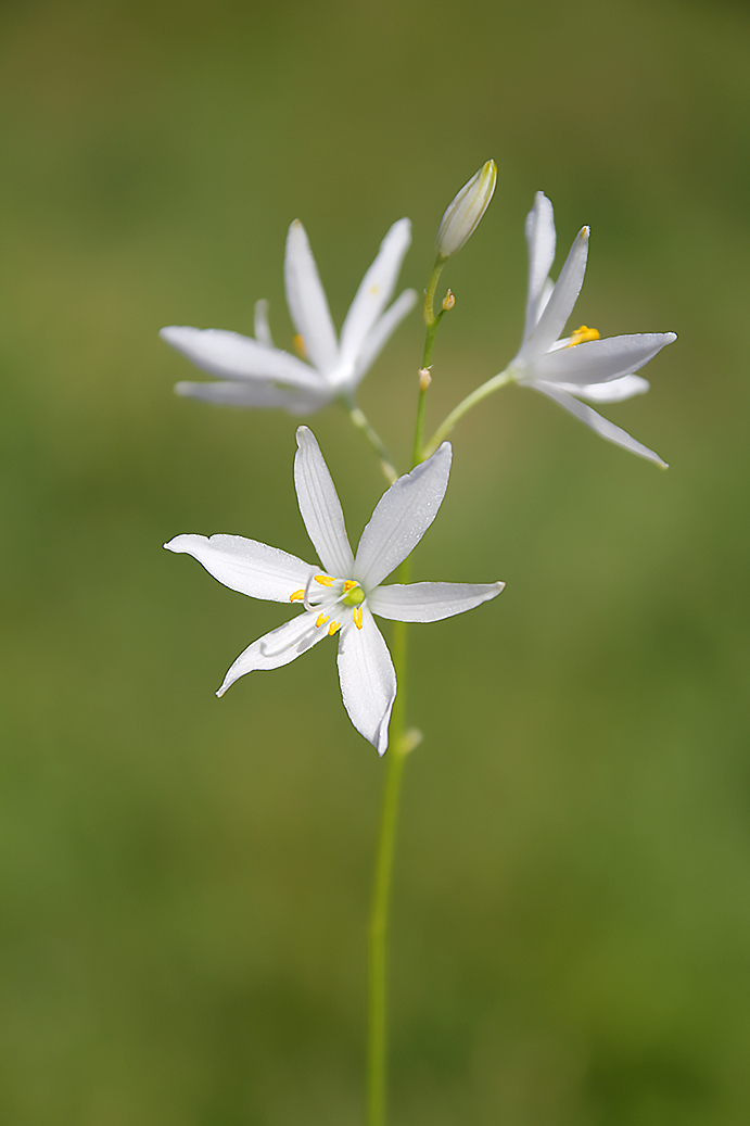 Anthericum liliago
