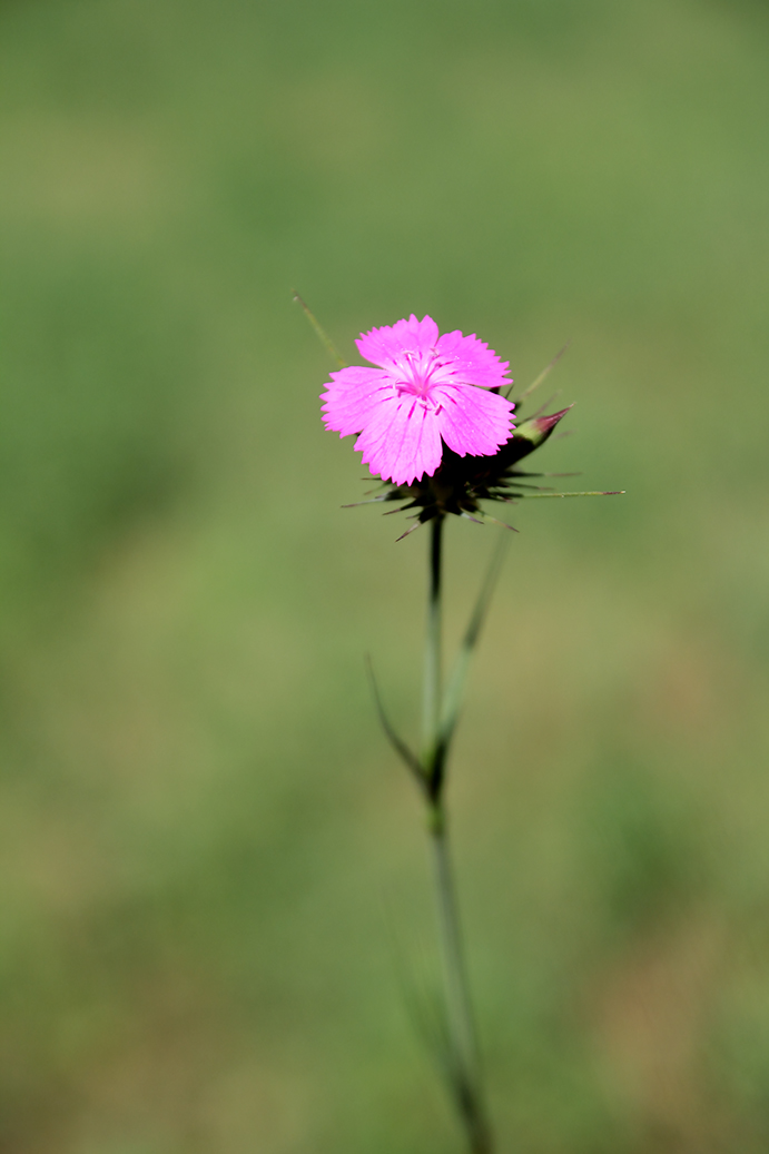 Dianthus balbisii