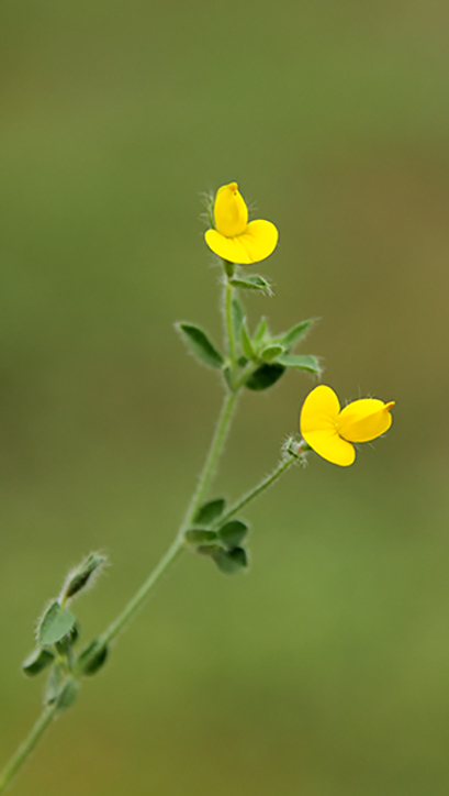Lotus sp.