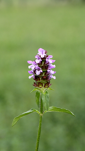 Prunella vulgaris
