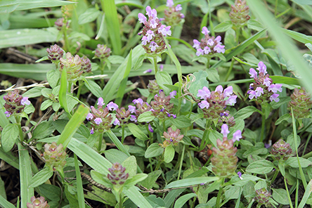 Prunella vulgaris