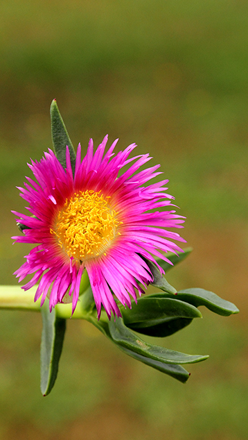 id fiore 3 - Carpobrotus cfr. edulis