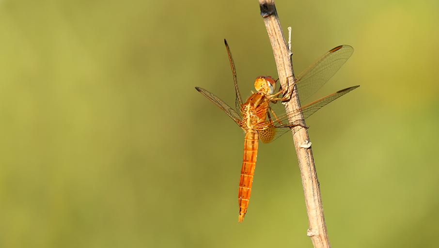 Crocothemis erythraea, maschio