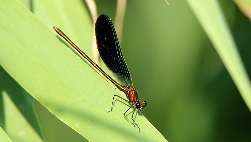 id libellula: Calopteryx ma quale? forse ibrido