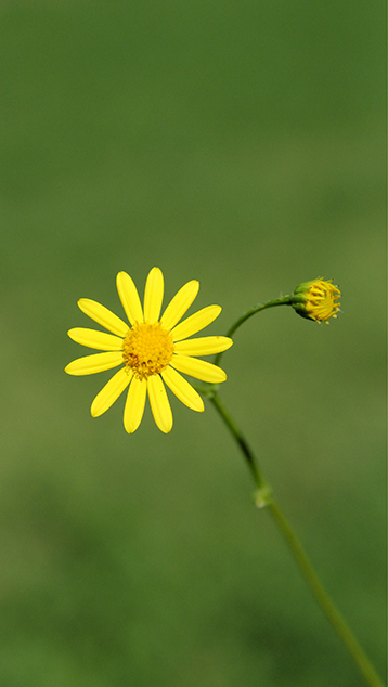 Jacobaea aquatica