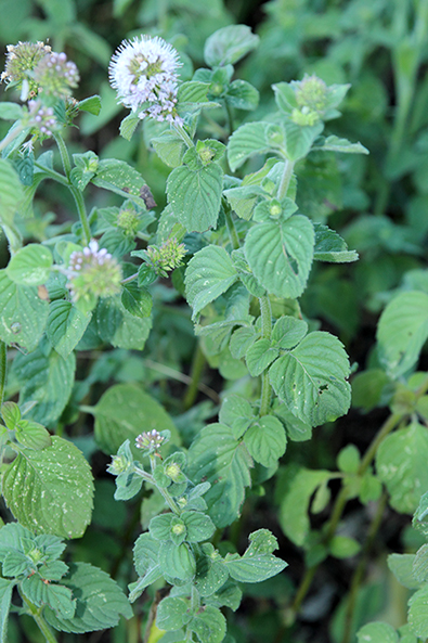 Mentha aquatica / Menta d’acqua