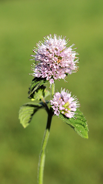 Mentha aquatica / Menta d’acqua