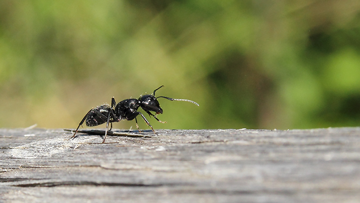 id formica
