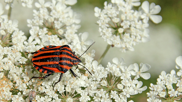 Pentatomidae: Graphosoma lineatum italicum della Liguria
