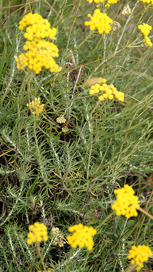Helichrysum italicum