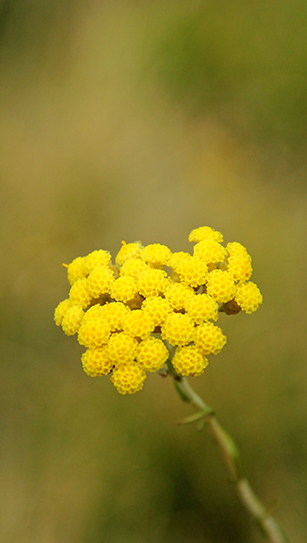 Helichrysum italicum