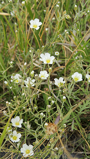 Cherleria capillacea (=Minuartia capillacea) / Minuartia capillare