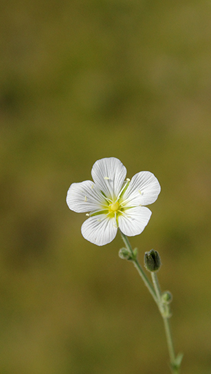 Cherleria capillacea (=Minuartia capillacea) / Minuartia capillare
