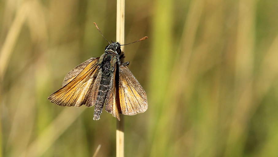 Id farfalla - Thymelicus acteon e Thymelicus sylvestris, Hesperiidae