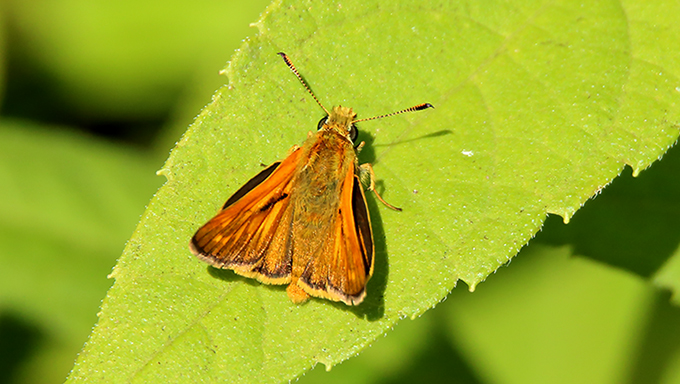 id farfalla 2 - Ochlodes sylvanus, Hesperiidae