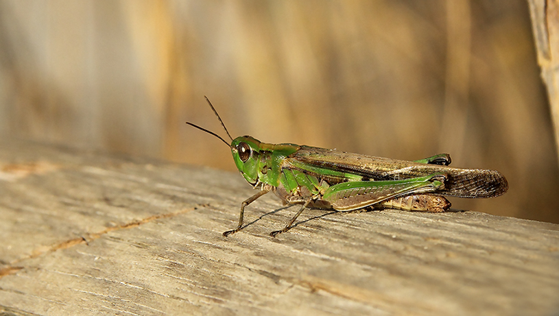 Aiolopus thalassinus thalassinus
