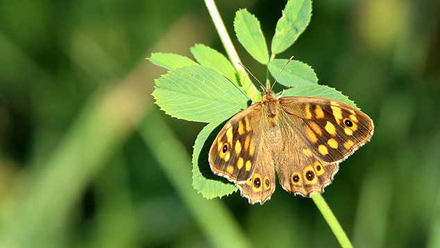 Id farfalla - Pararge aegeria, Nymphalidae