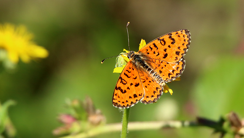 Id farfalla 2 - Melitaea didyma, Nymphalidae