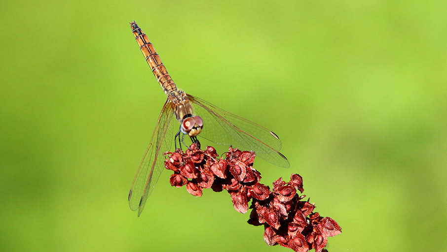 Trithemis annulata, femmina  (Libellulidae)